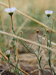 Erigeron divergens