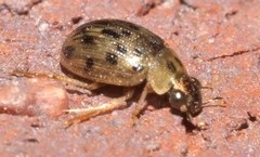 Berosus pantherinus