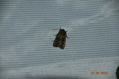 Lacinipolia renigera