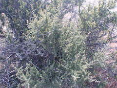 Searsia burchellii