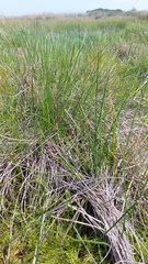 Eleocharis limosa