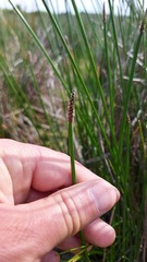 Eleocharis limosa