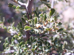 Searsia burchellii