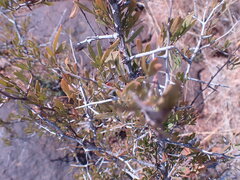 Dodonaea viscosa