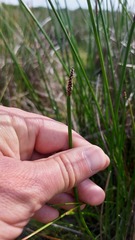 Eleocharis limosa