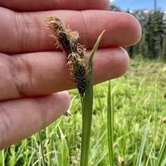 Carex spectabilis