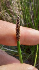 Eleocharis limosa