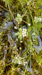 Crassula natans
