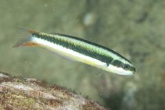 Thalassoma amblycephalus