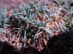 Dianthus micropetalus