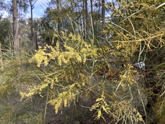 Acacia mucronata longifolia