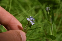 Veronica wormskjoldii