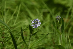 Veronica wormskjoldii