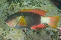 Notolabrus gymnogenis