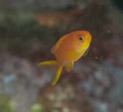 Pseudanthias squamipinnis