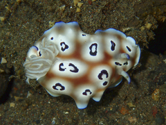 Goniobranchus leopardus