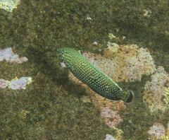 Anampses caeruleopunctatus