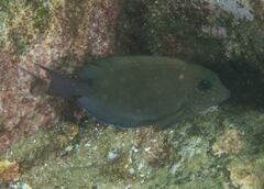 Acanthurus nigrofuscus