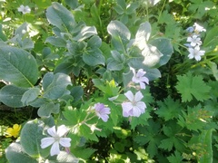 Geranium sylvaticum