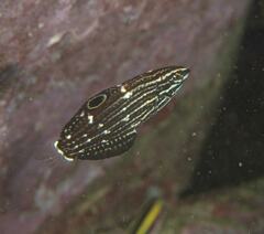 Halichoeres marginatus