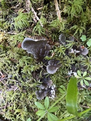 Peltigera degenii