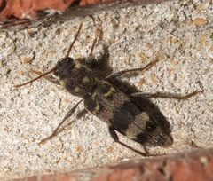 Xylotrechus colonus