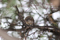 Passerina versicolor