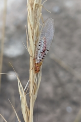 Italochrysa stigmatica