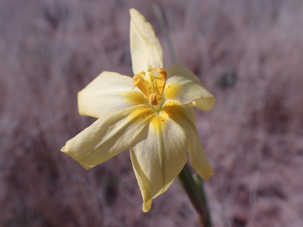 Pale Tulp