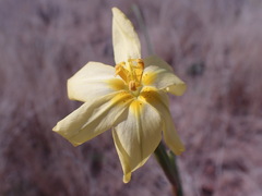 Moraea pallida