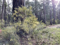 Acacia mucronata longifolia
