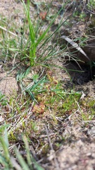 Drosera trinervia