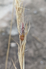 Italochrysa stigmatica