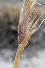 Italochrysa stigmatica
