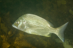 Acanthopagrus australis