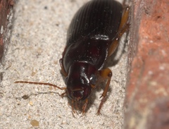 Harpalini