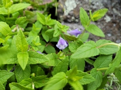 Scutellaria galericulata