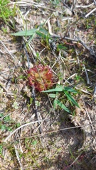 Drosera trinervia