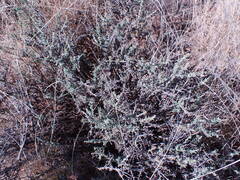 Pentzia incana