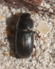 Aphodiinae
