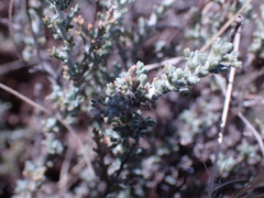 Pentzia incana