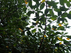 Ficus erecta beecheyana