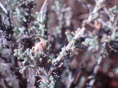 Pentzia incana