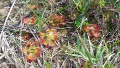 Drosera trinervia