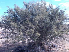 Searsia burchellii