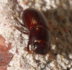 Aphodiinae
