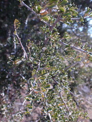 Searsia burchellii