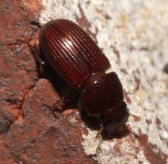 Aphodiinae