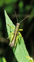 Melanoplus gracilis