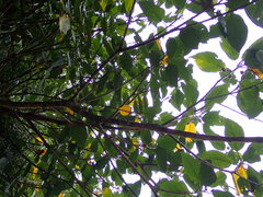 Ficus erecta beecheyana